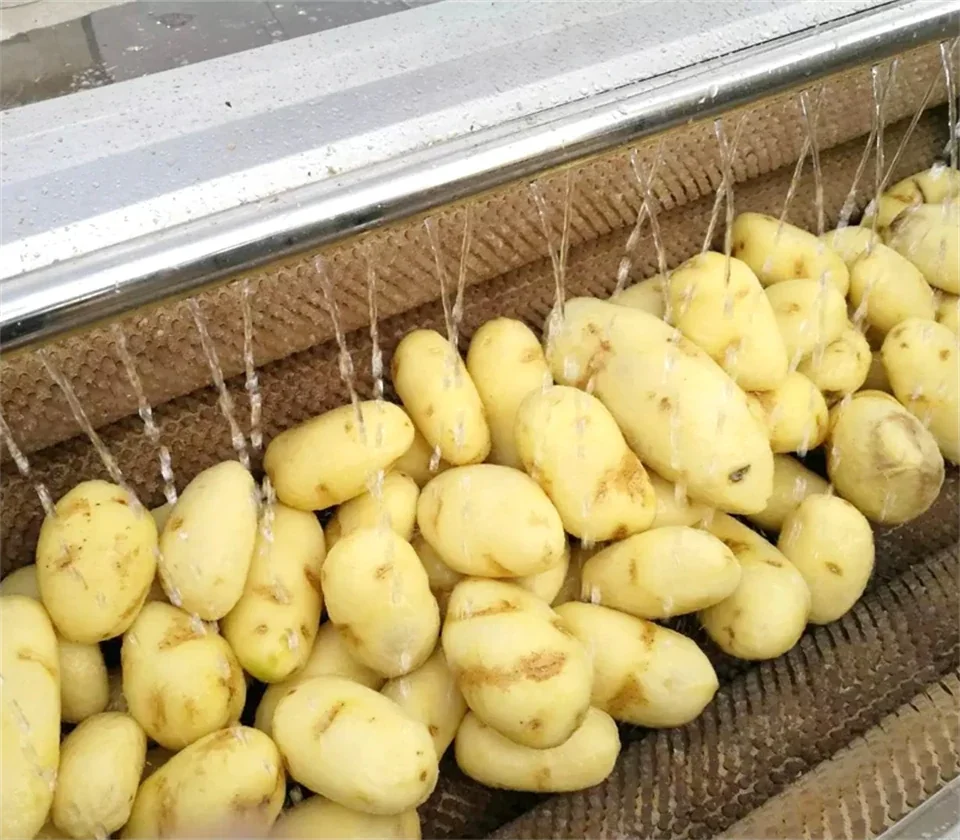 Fruit and vegetable washing line in a food processing plant
